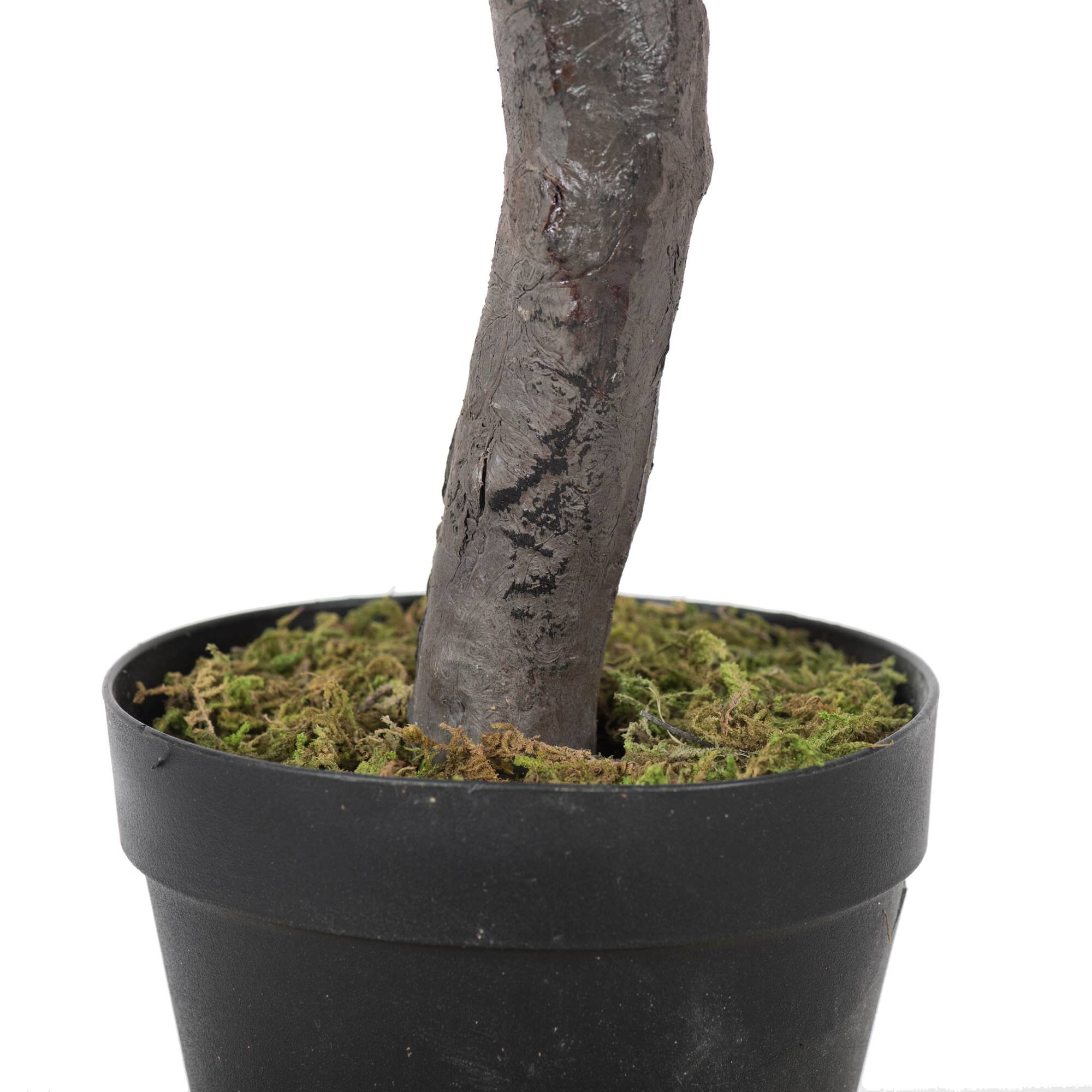 4ft. Potted Olive Tree